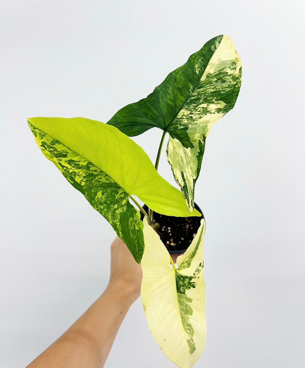 Syngonium Áurea “4