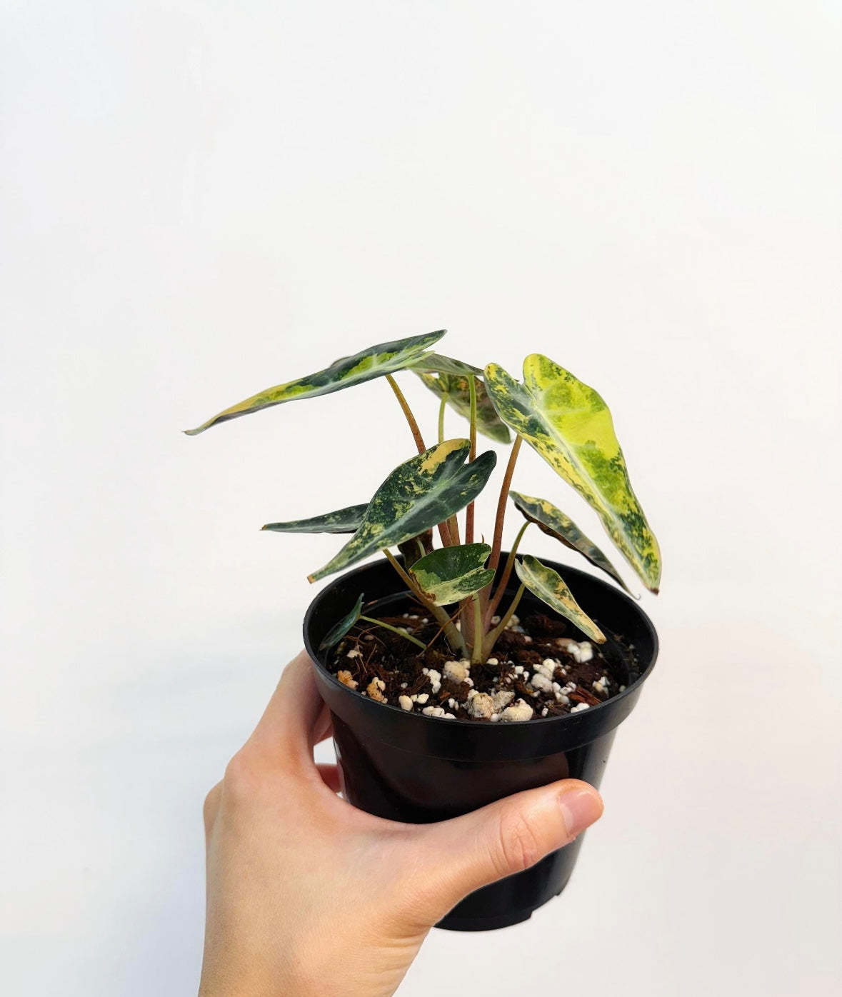 Alocasia Bambino Aurea “4