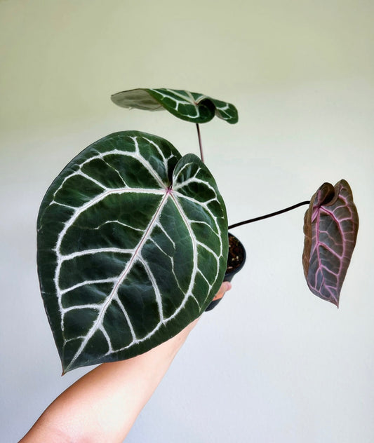 Anthurium Zara X Michelle by Doc block “5