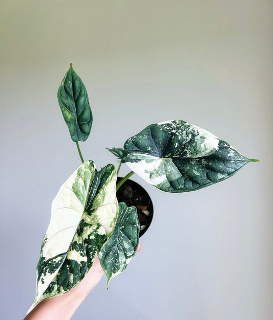 Alocasia Dragón Scale Albo “4