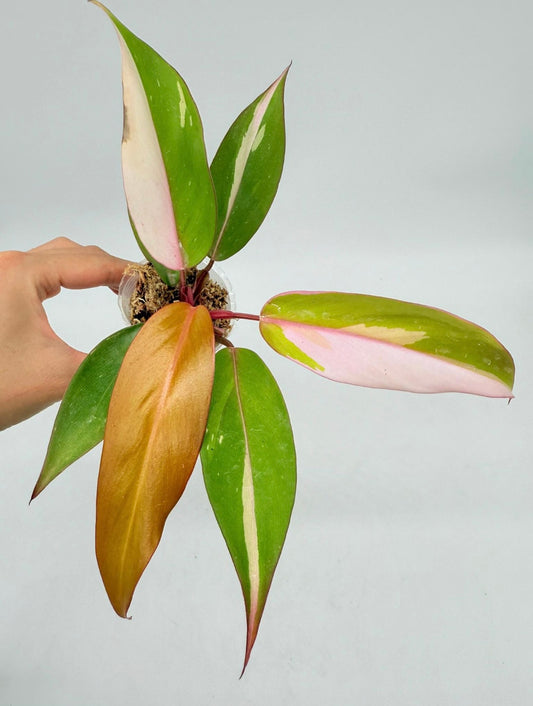 Philodendron Persimmon Princess “4 (planta exacta)