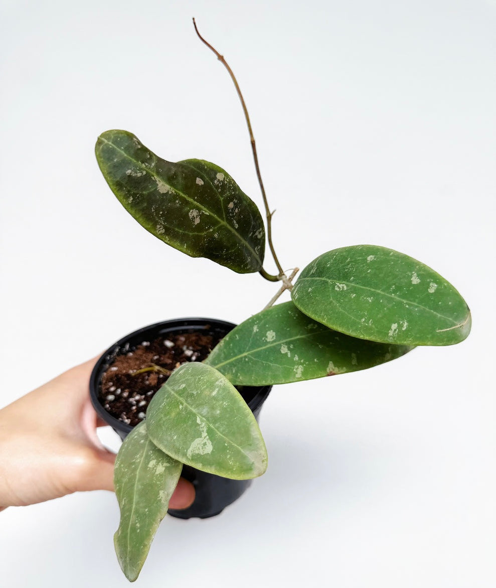 Hoya Rintzii Borneo 4”