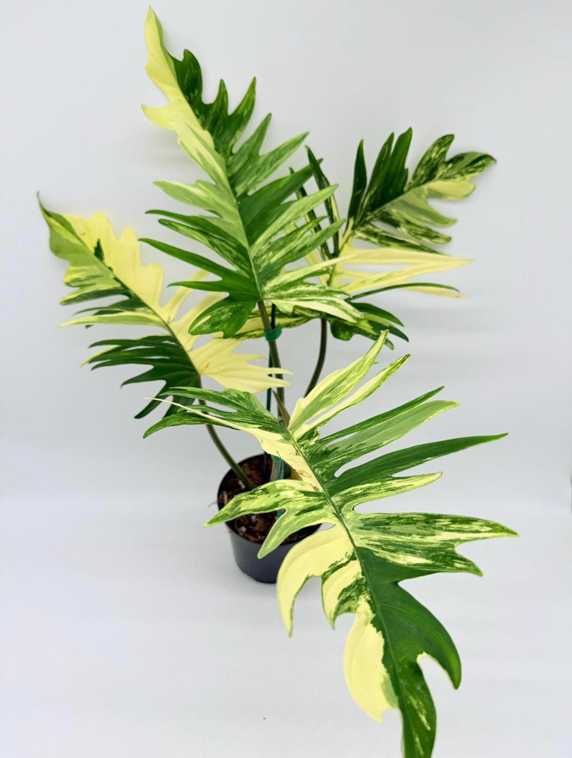 Philodendron Florida Beauty X Tortum “6
