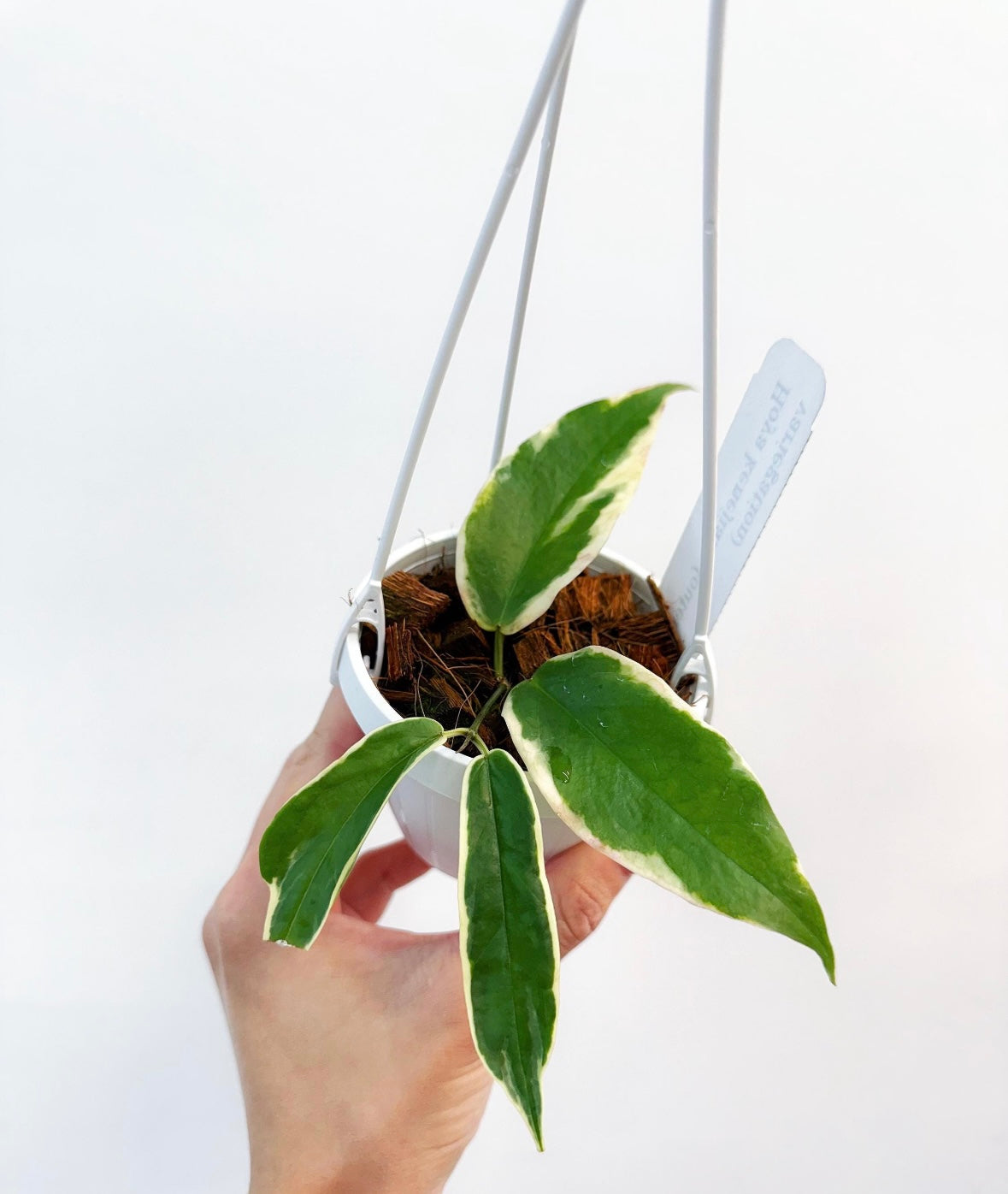 Hoya Kenejiana Variegado exterior “4