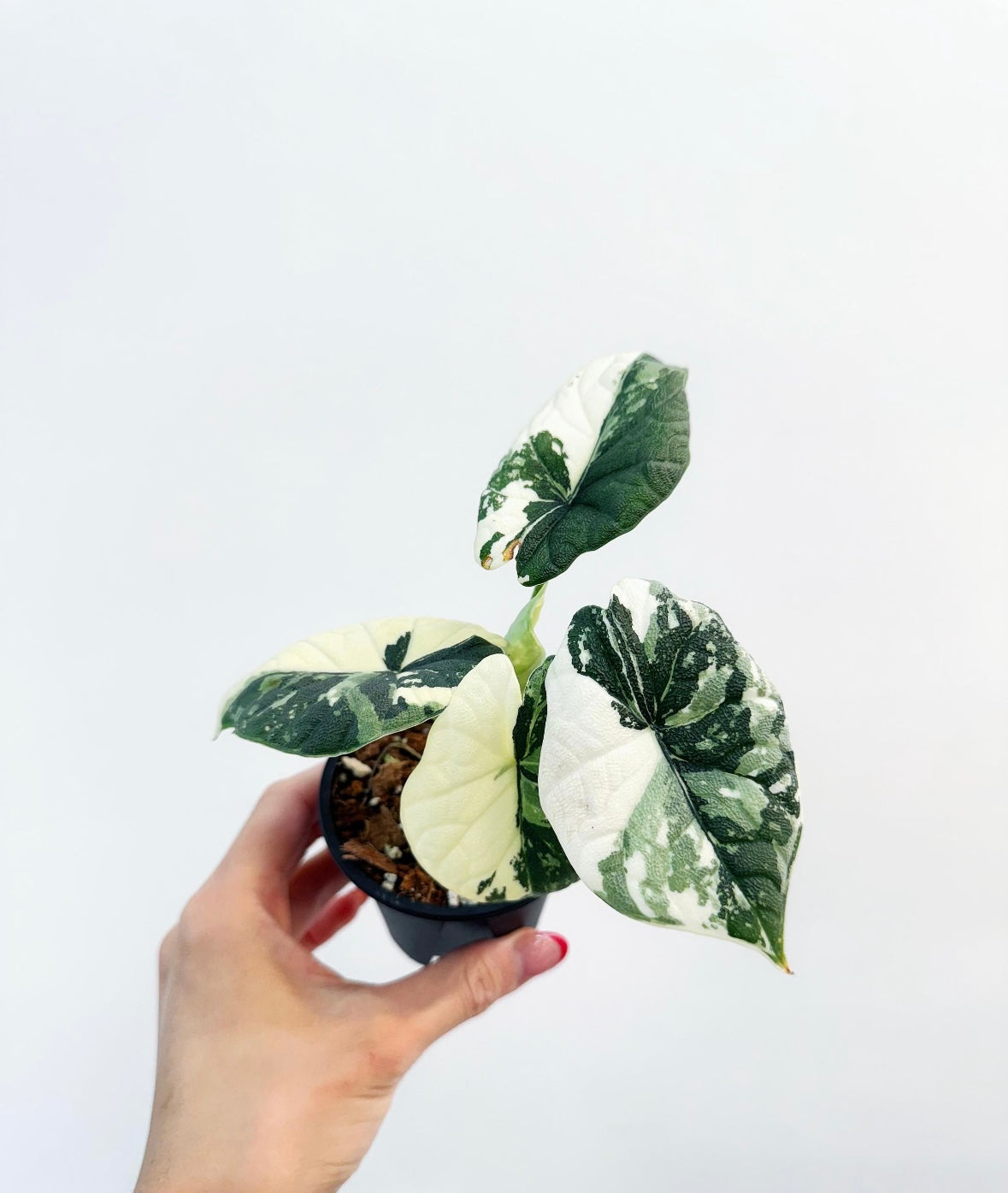 Alocasia Melo Albo “4
