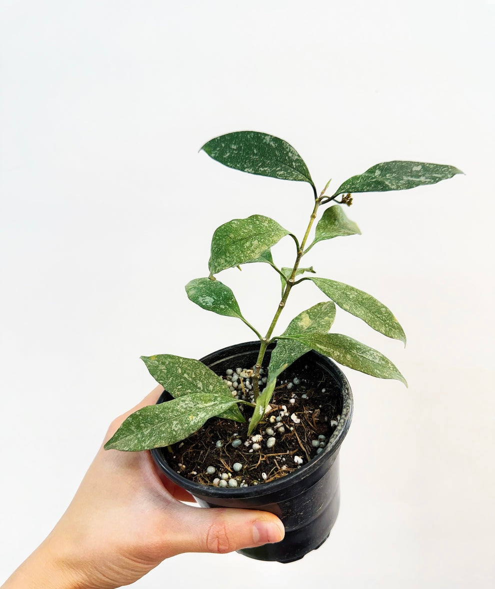 Hoya Multiflora splash “4