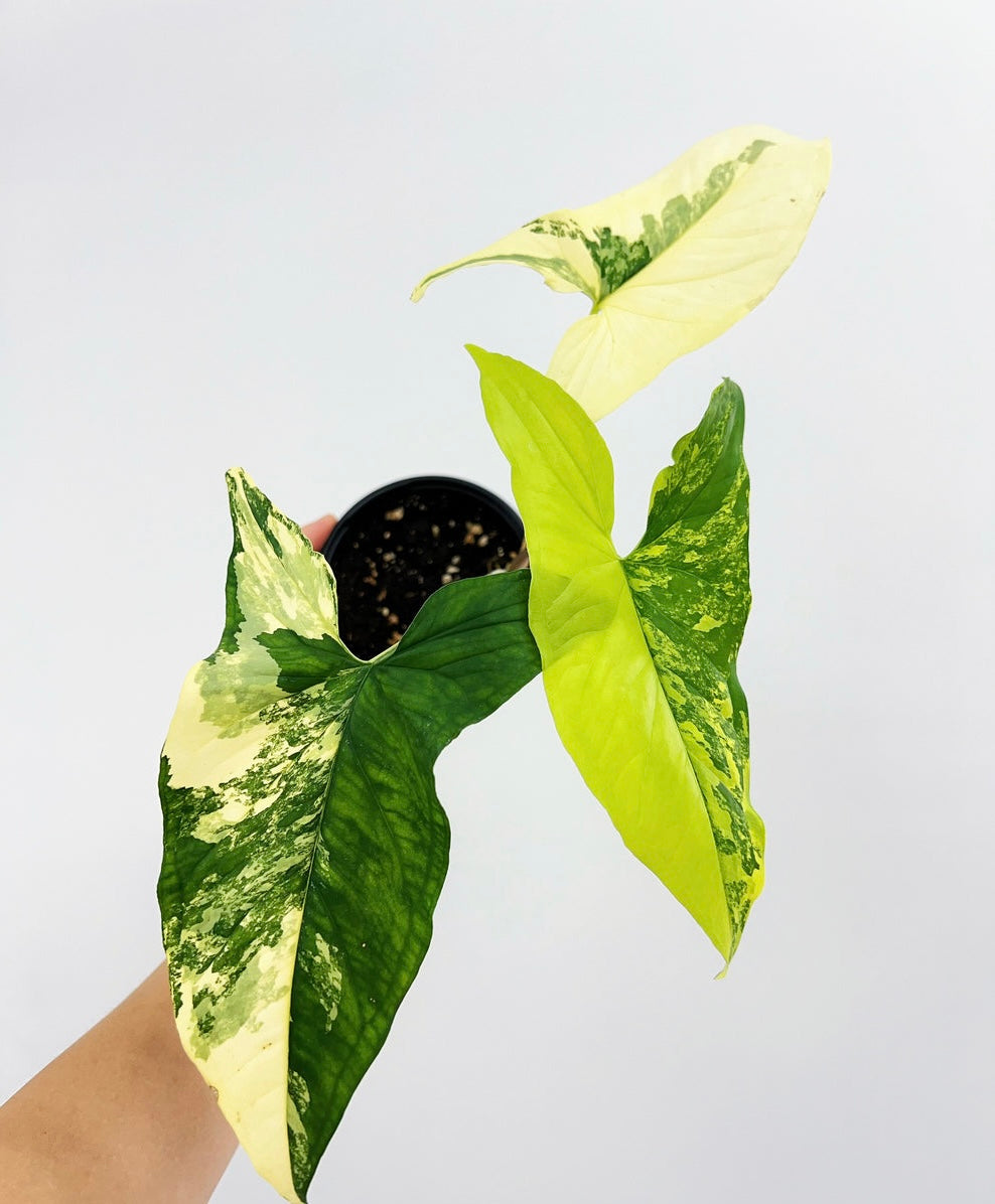 Syngonium Áurea “4
