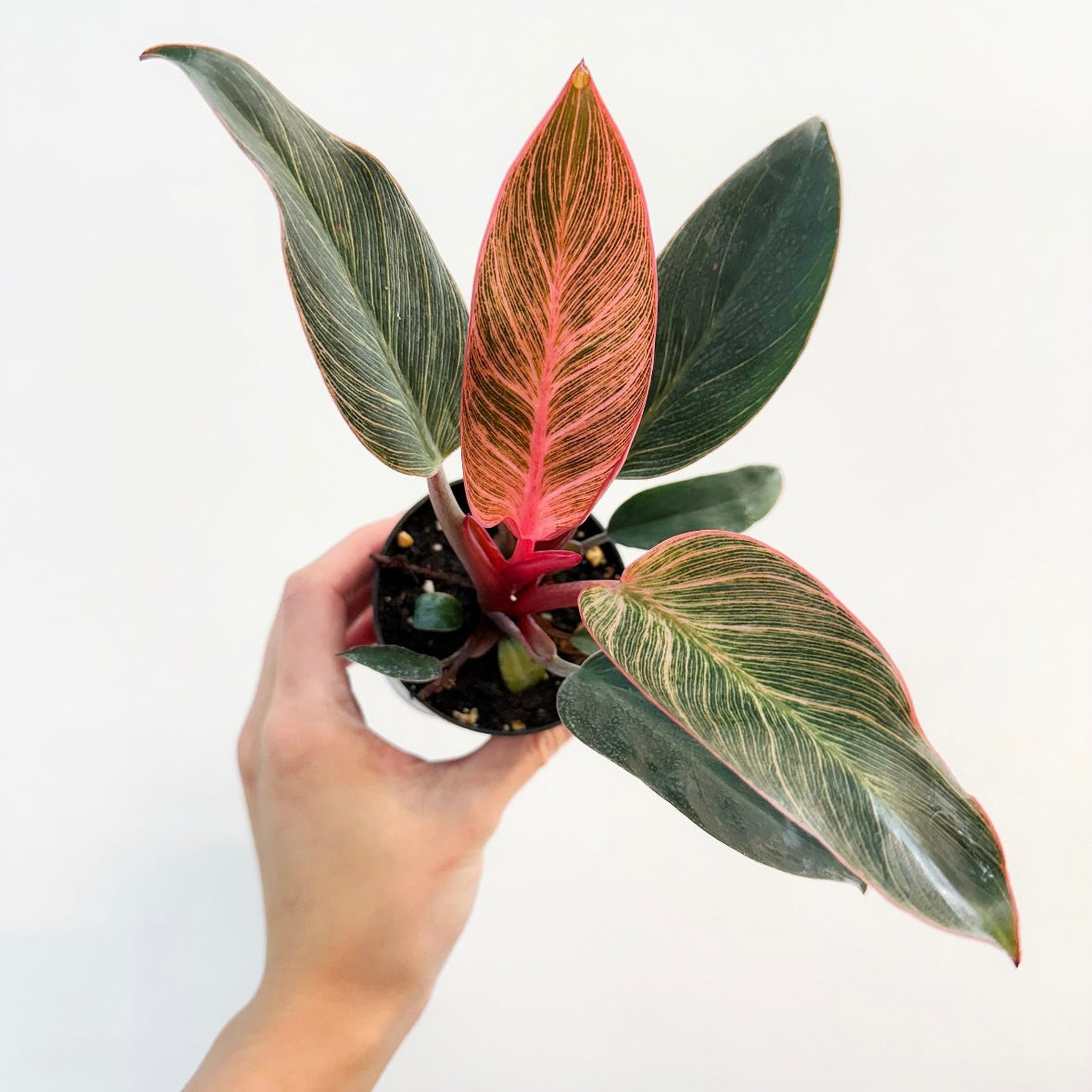 Philodendron Birkins Pink “5