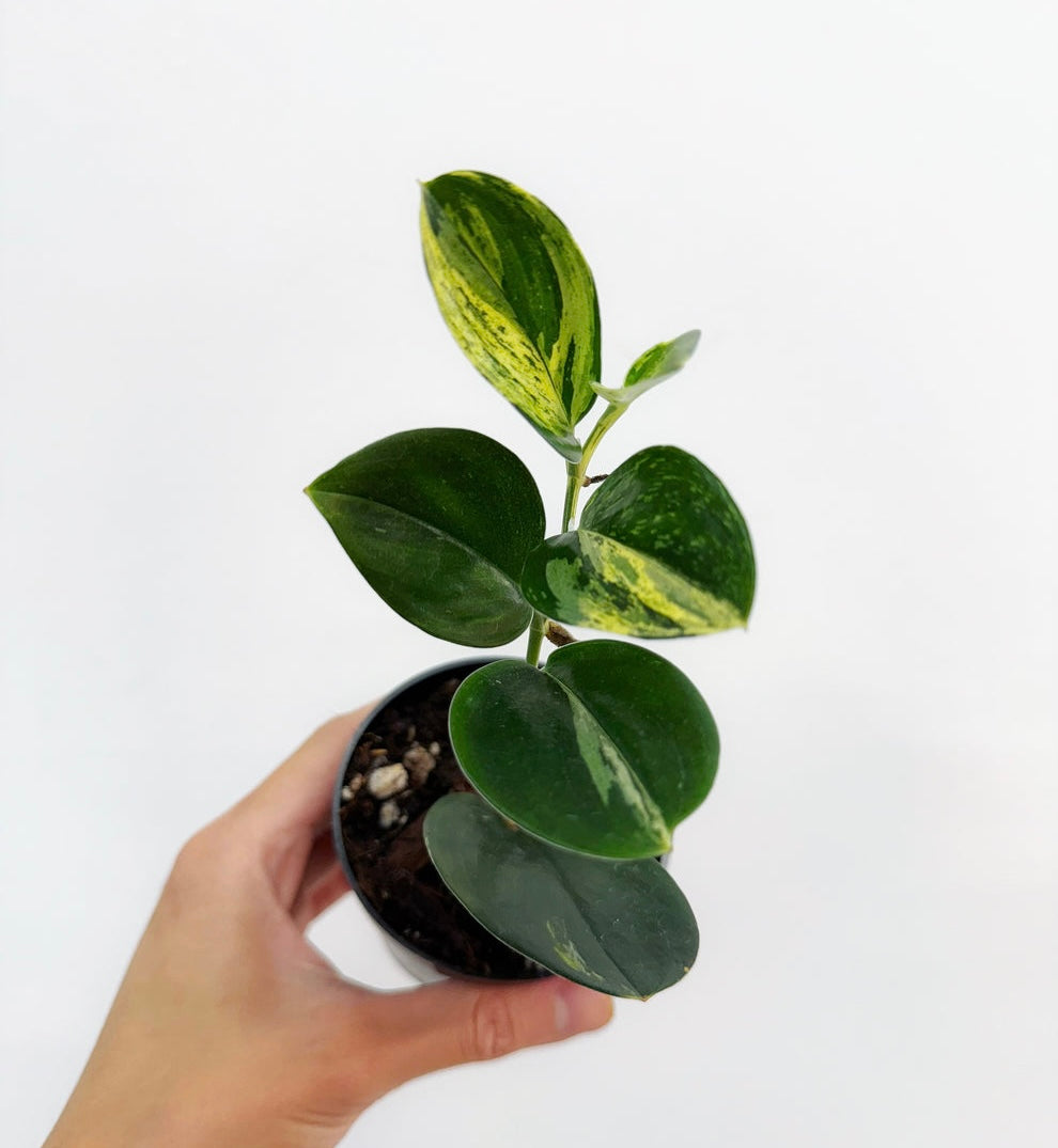 Scindapsus Treubii Dark Form Variegado “4