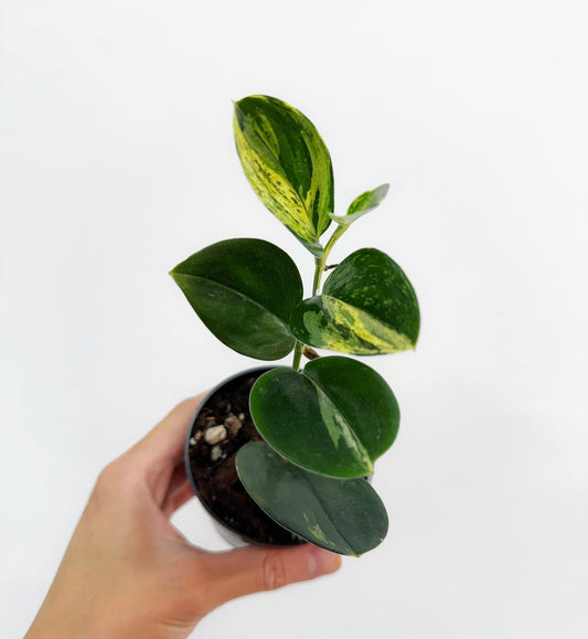 Scindapsus Treubii Dark Form Variegado “4