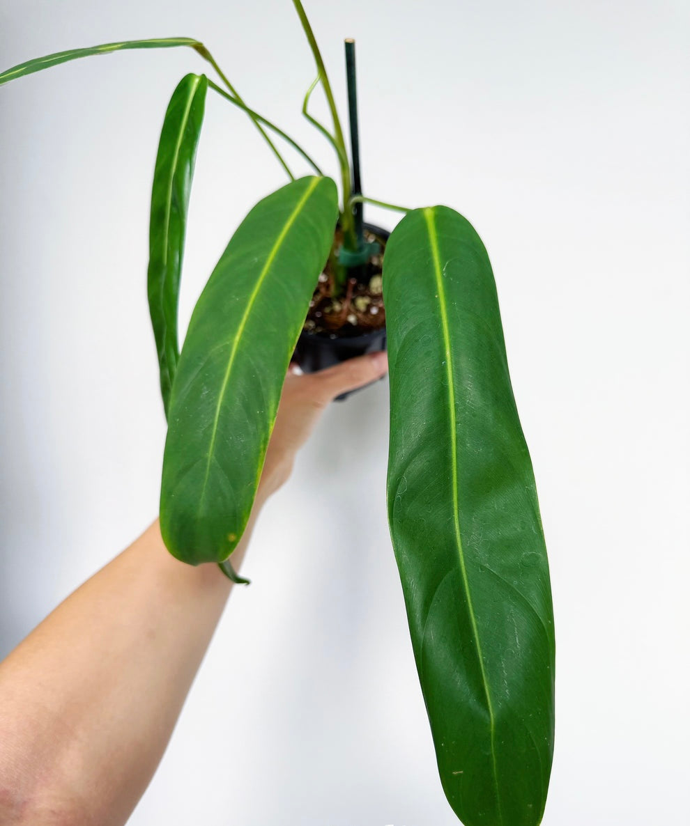 Philodendron Patriciae "6
