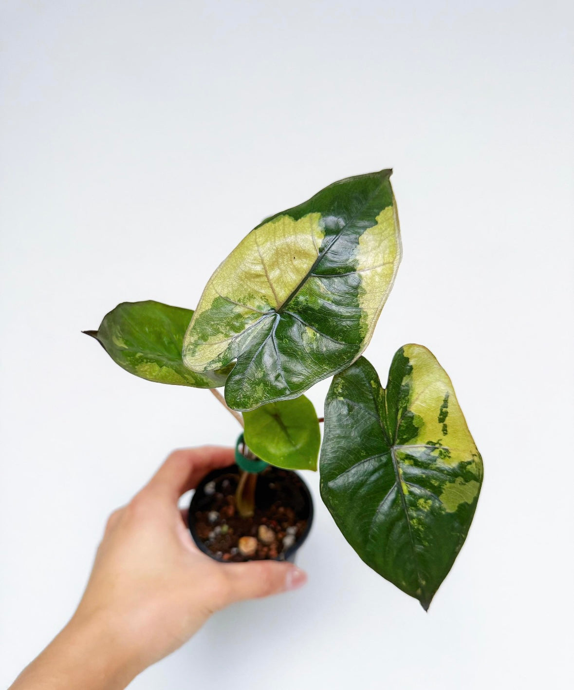 Alocasia Yucatan Princess Variegada “4