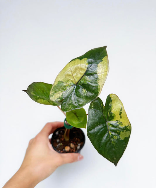 Alocasia Yucatan Princess Variegada “4