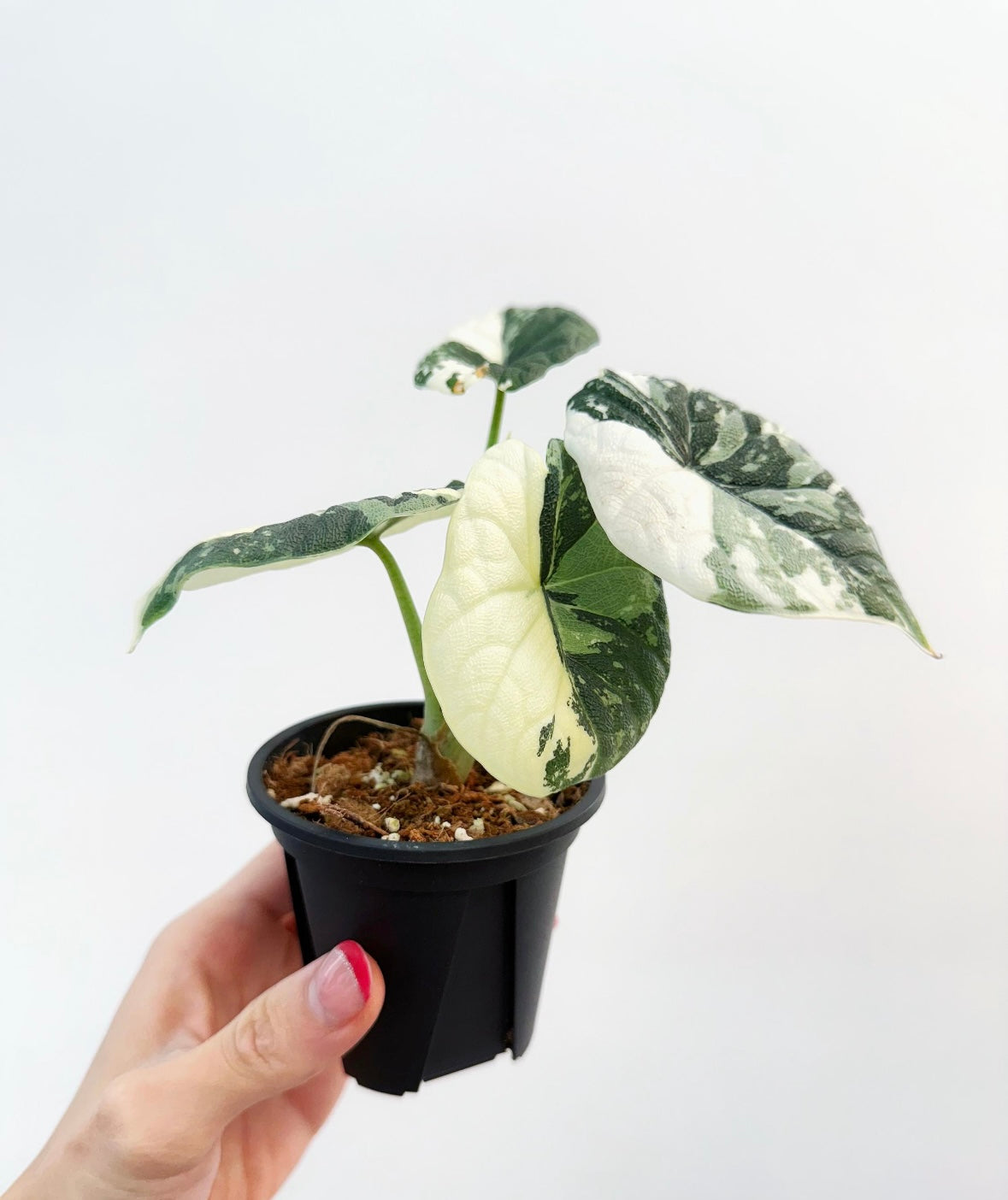 Alocasia Melo Albo “4