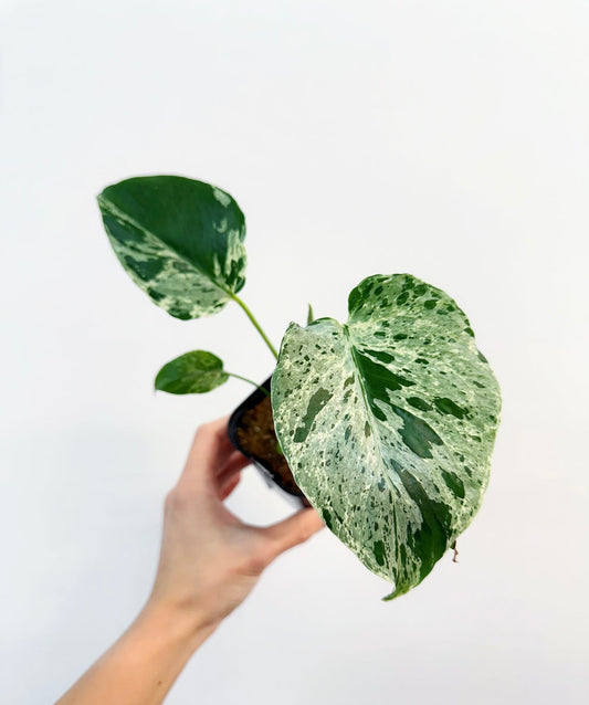 Monstera Bulbasaur “4