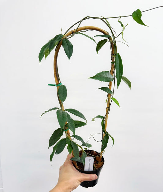 Hoya Sammannaniana “4