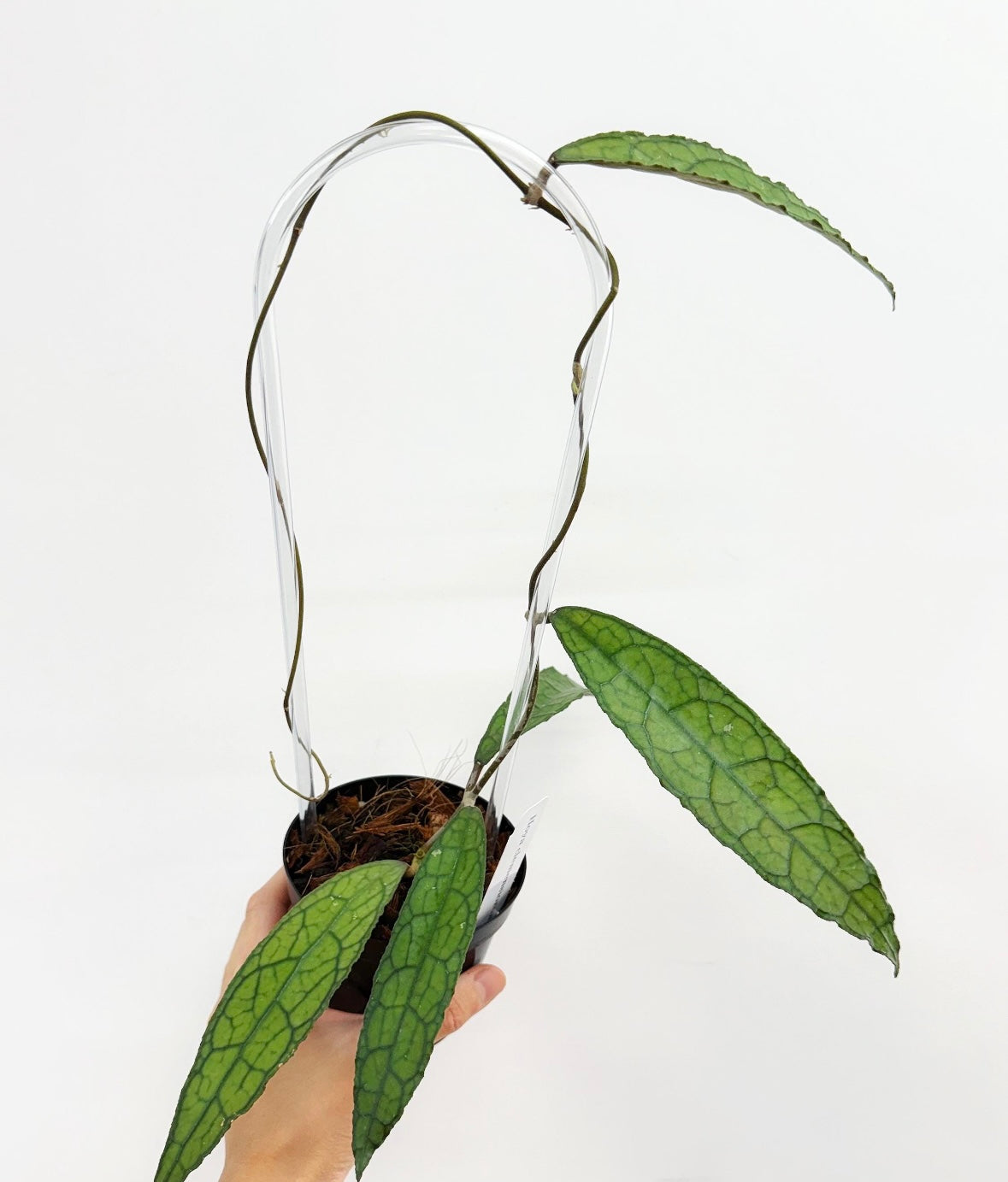 Hoya Clemensiorum “4