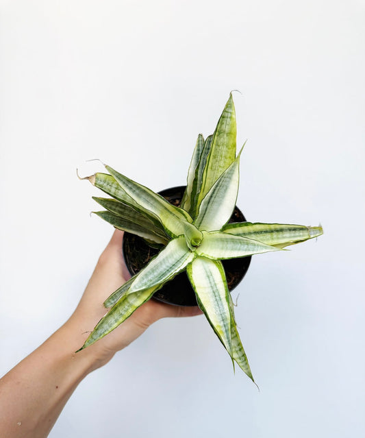 Sansevieria Gabriella Variegada “4