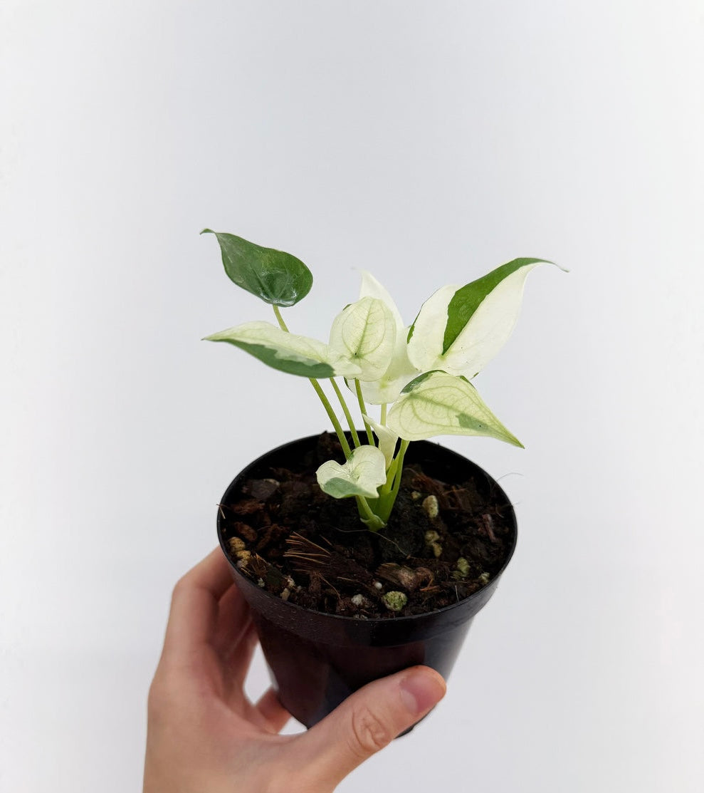 Alocasia Cucullata Albo “4