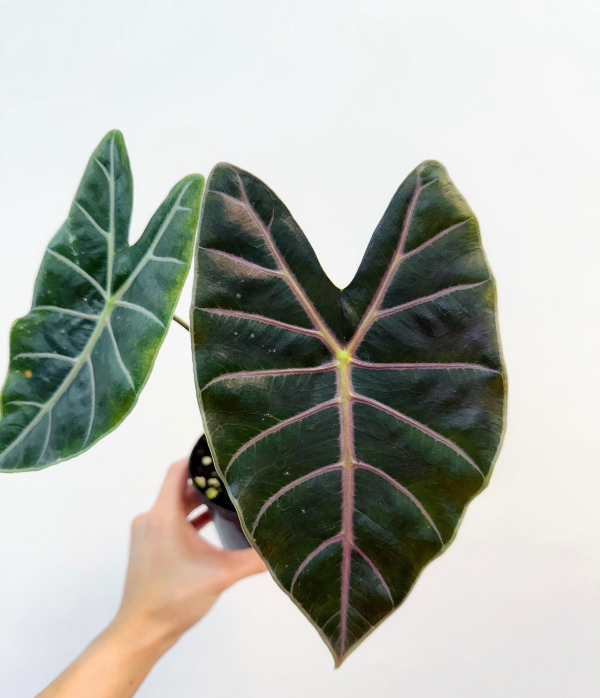 Alocasia Suhirmaniana Purple Vein “4