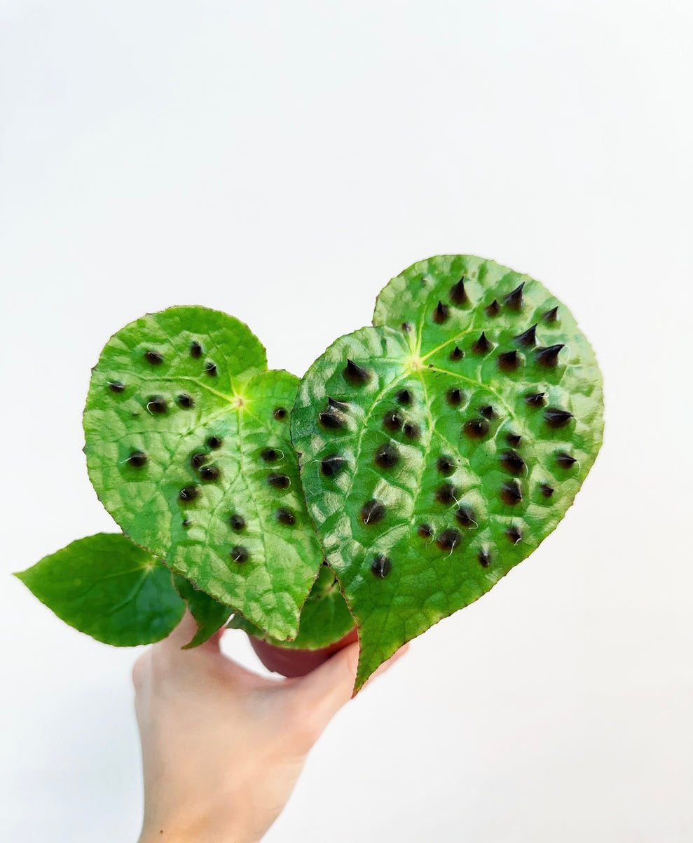 Begonia Ferox “4