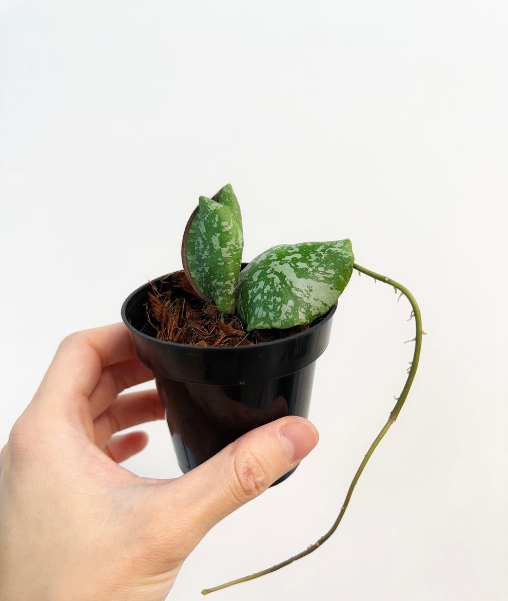 Hoya imbrincata “3