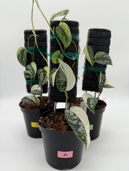 Scindapsus Mayari “4