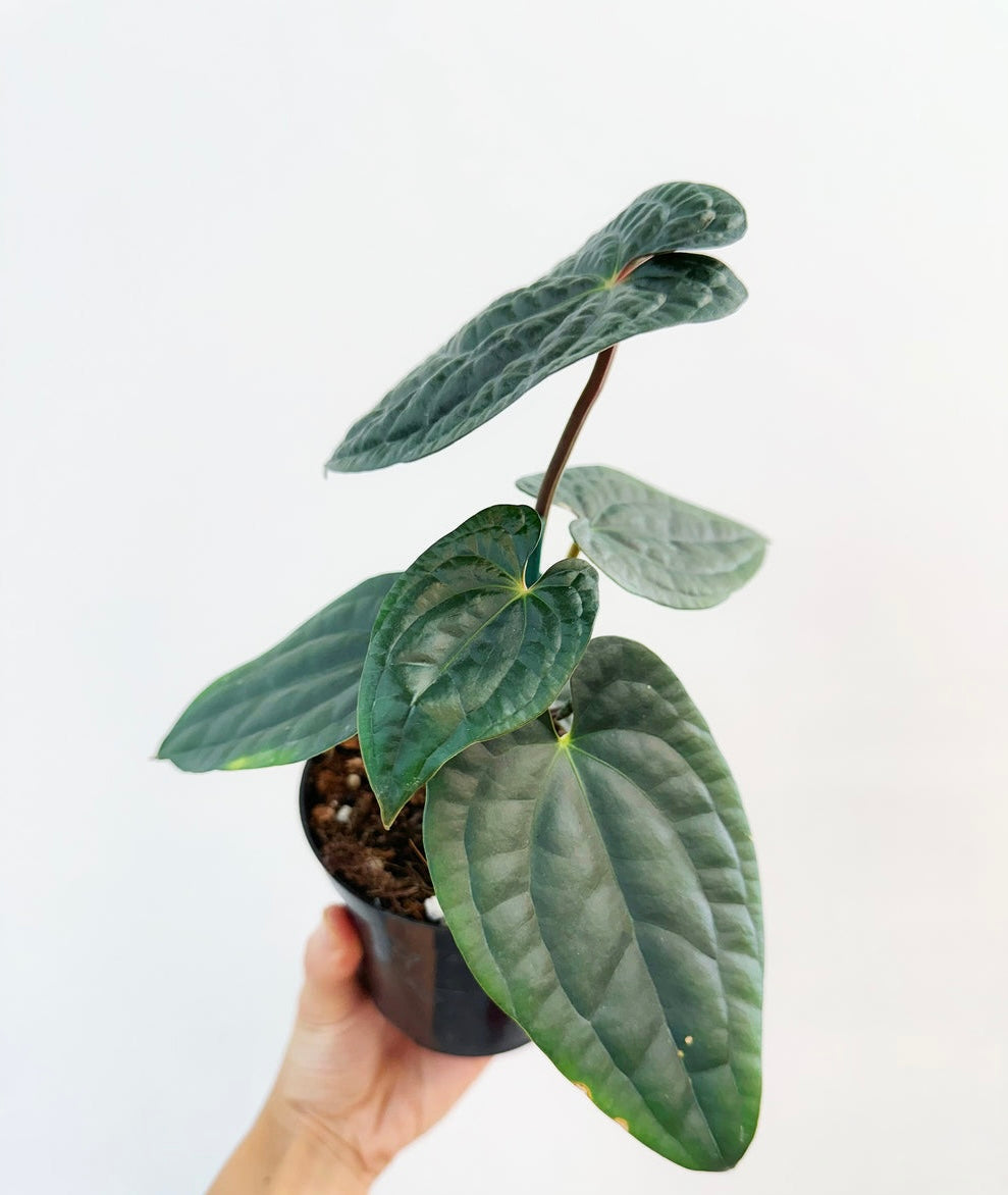 Anthurium RDVP X Luxurians “4