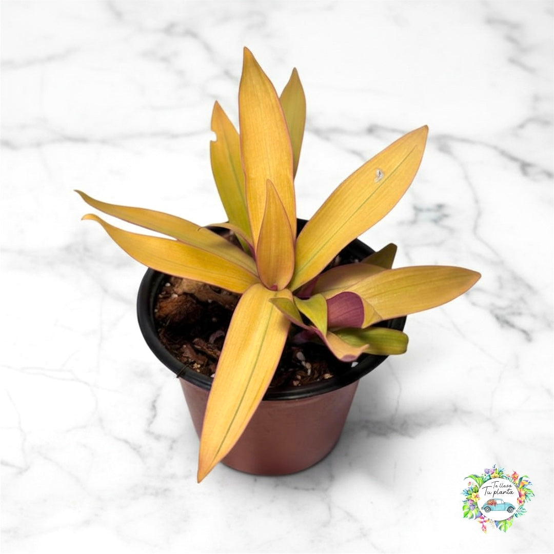 Tradescantia Spathcea Sitara Gold