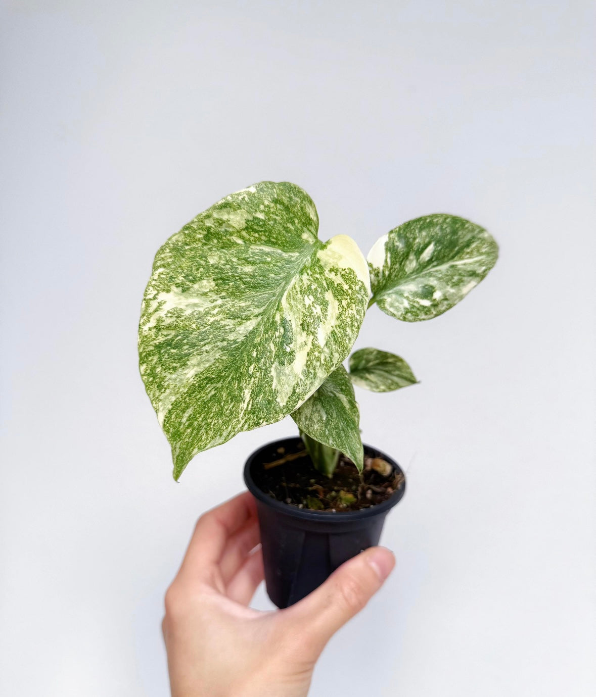Monstera Legacy “4