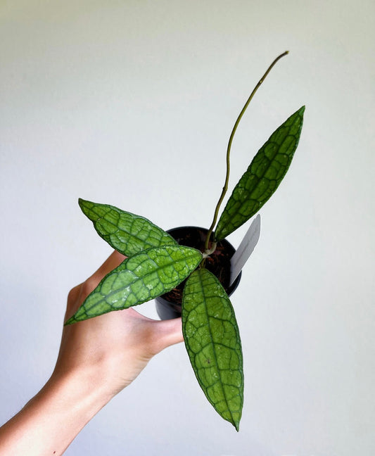Hoya Clemensiorum “4