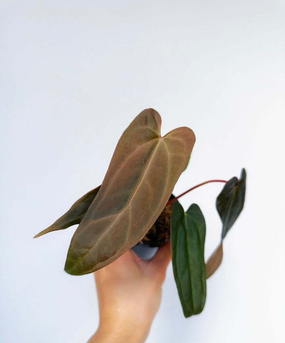 Anthurium (Dark Handsome x Red Velvet Cake) x RL 4”