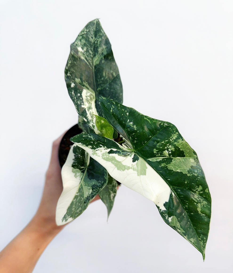 Alocasia Simpo Albo “4