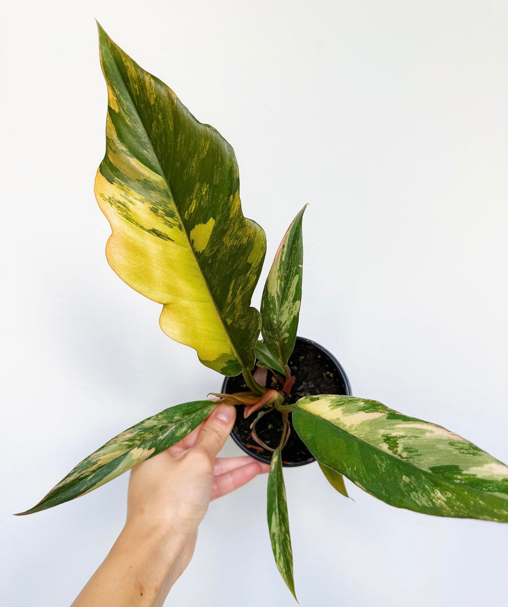Philodendron Caramel Marble “4