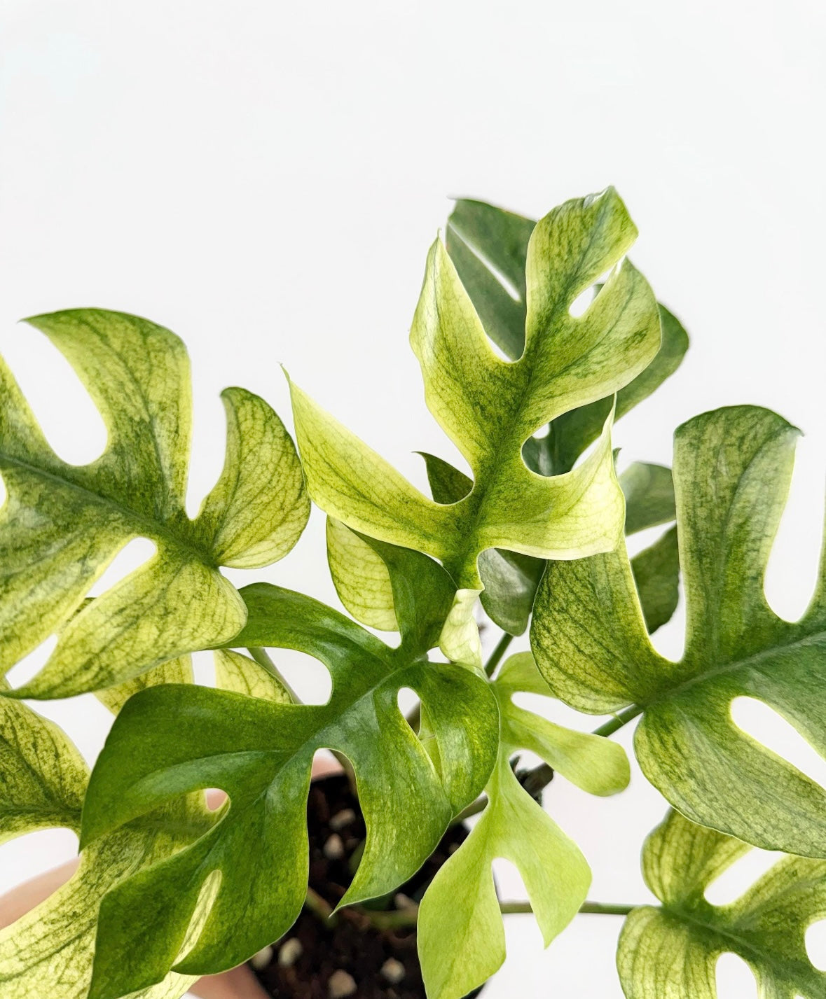 Rhaphidophora Tetrasperma White Monster Mint “4