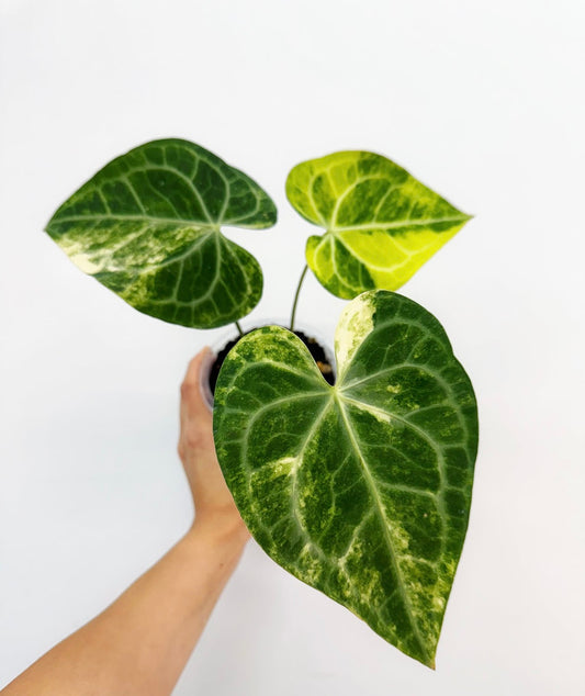 Anthurium Clarinervium Variegado “4