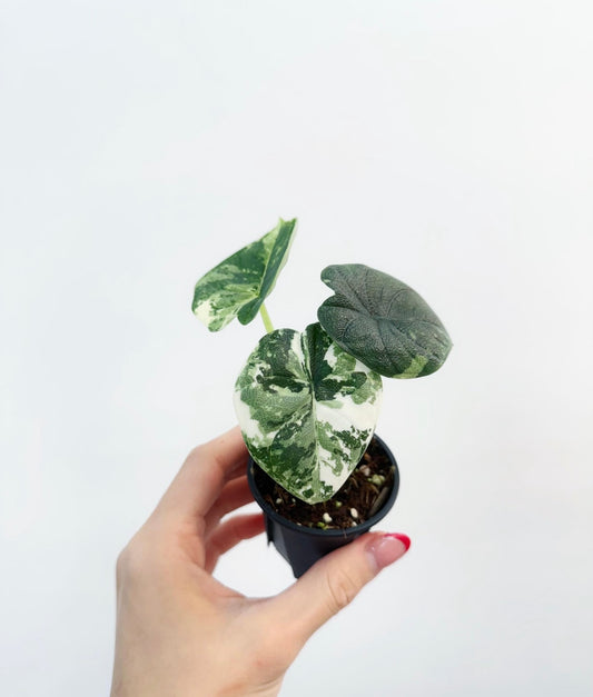 Alocasia Melo Albo “3