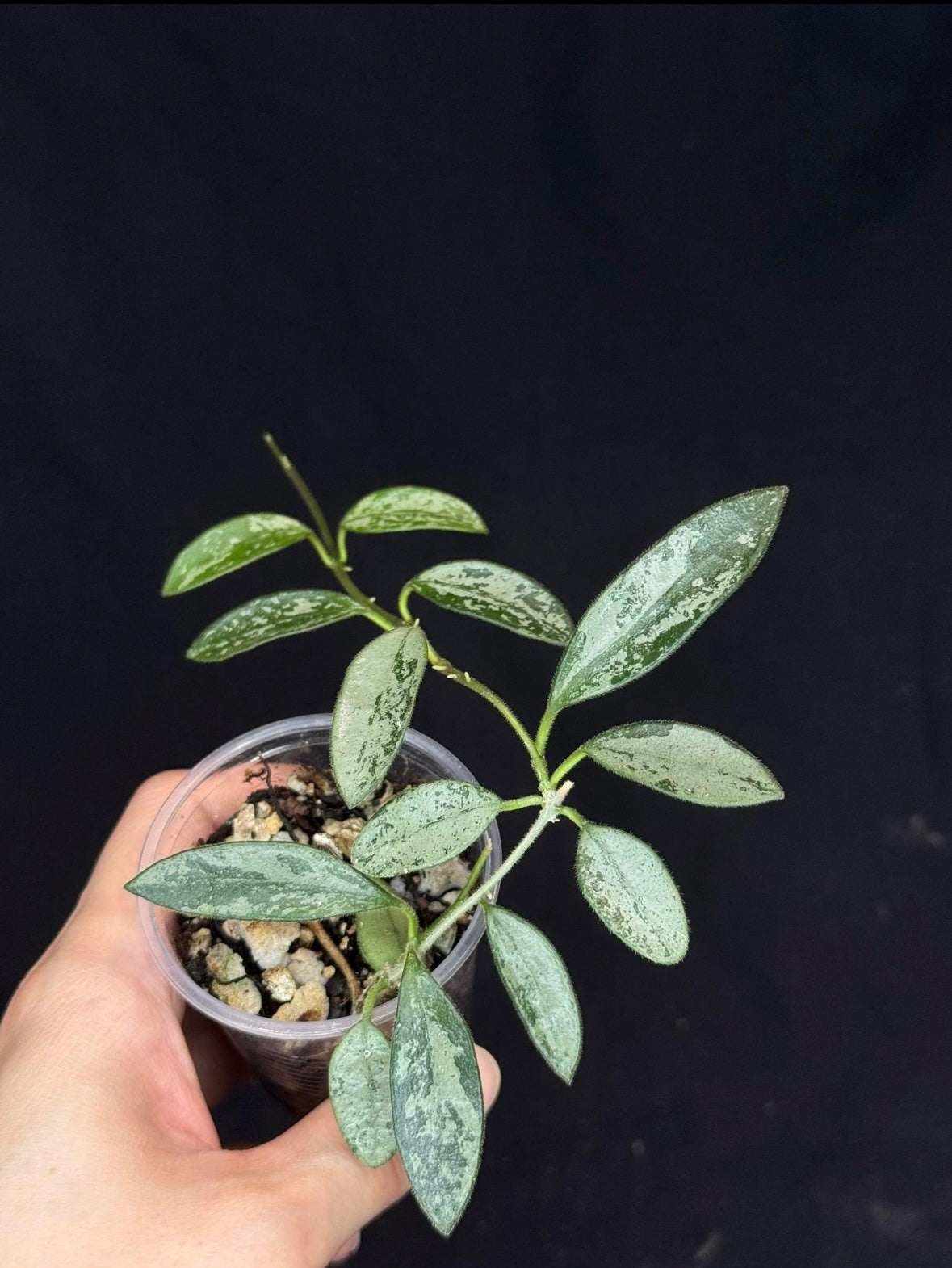 Hoya Lima Splash Long leaf “3