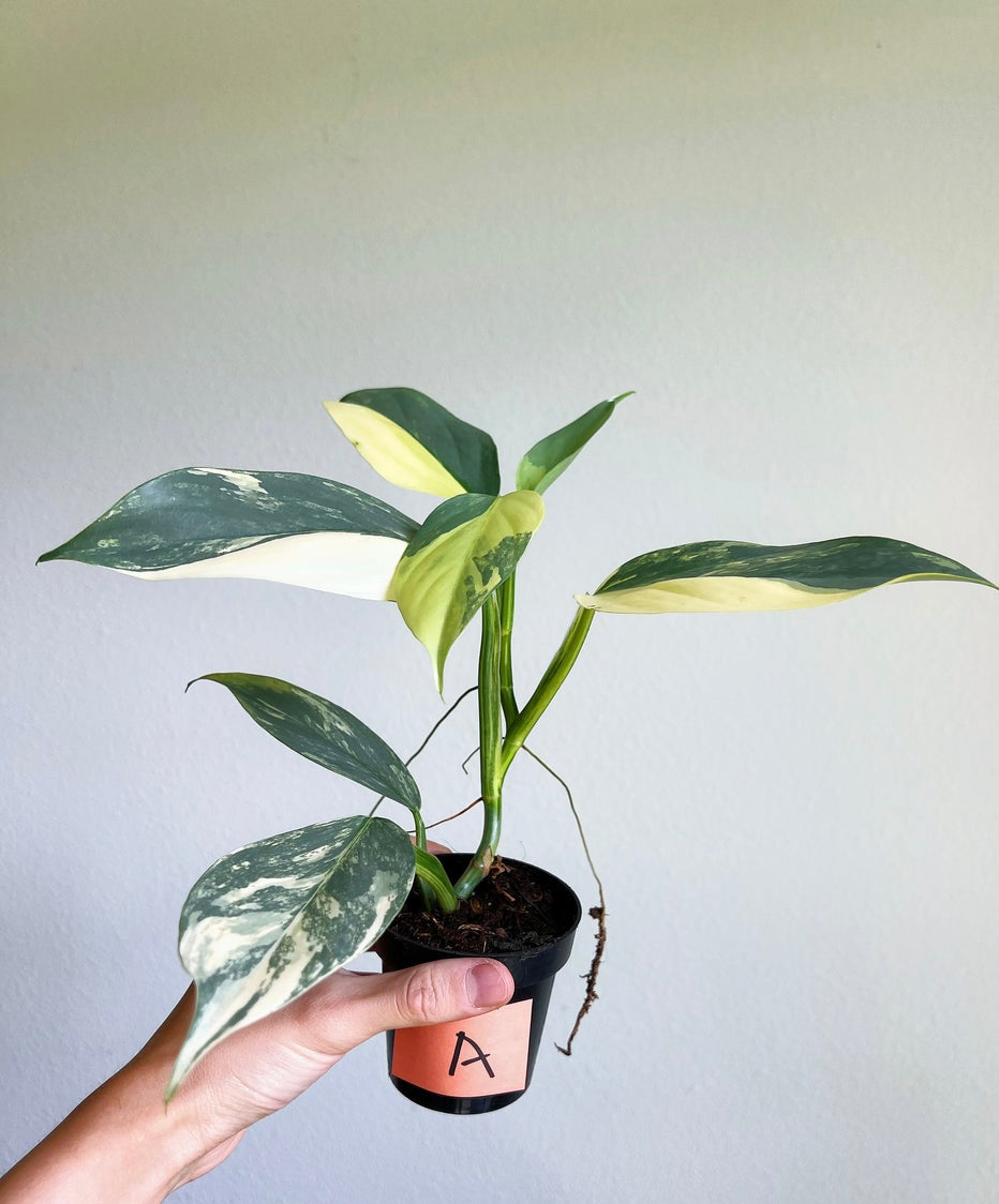 Philodendron Silver Sword Variegado “3