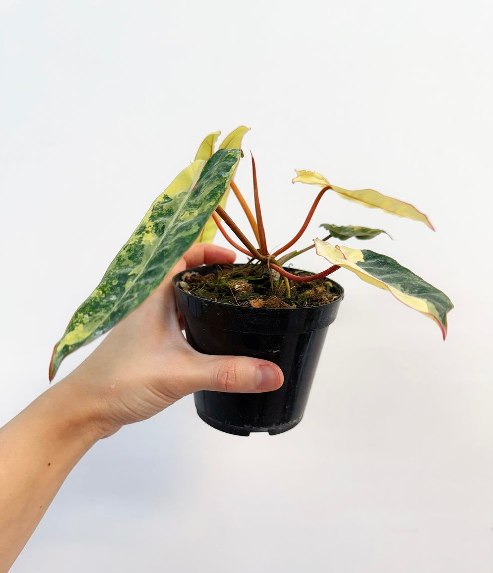 Philodendron Billietiae Variegado”4