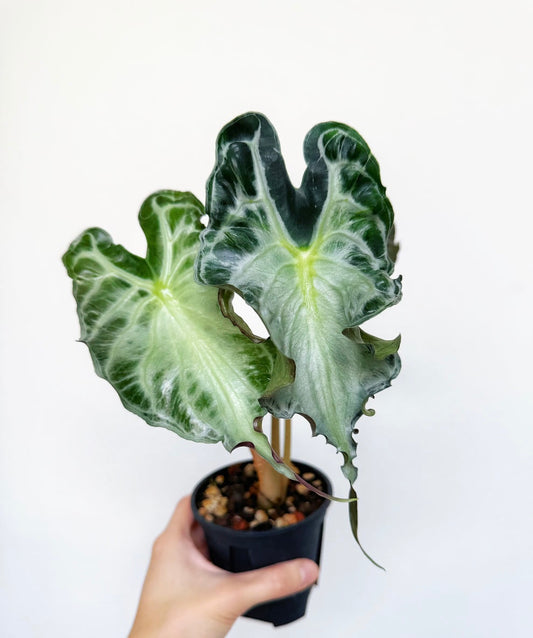 Alocasia Venom (L) “4