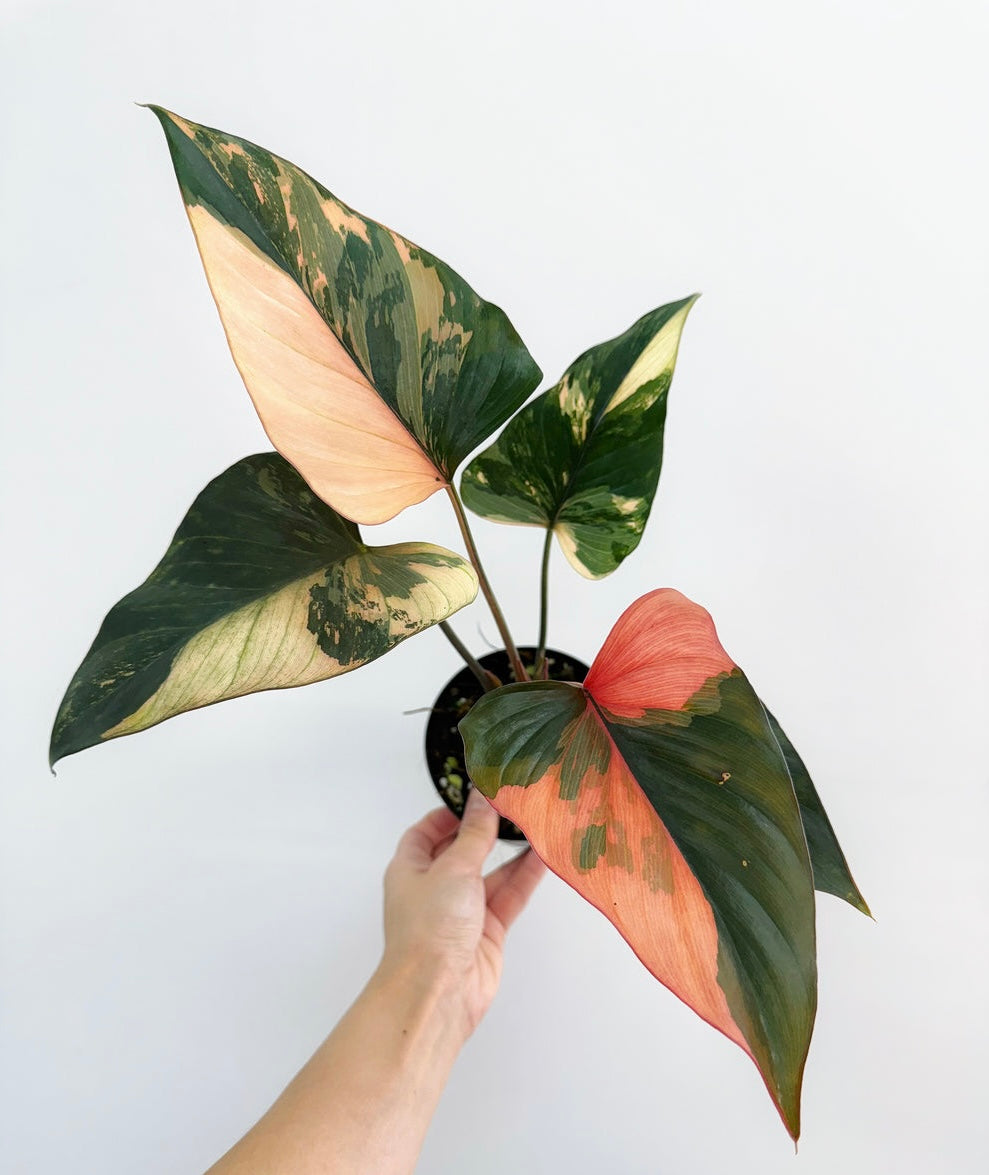 Homalomena Pink Diamond "4