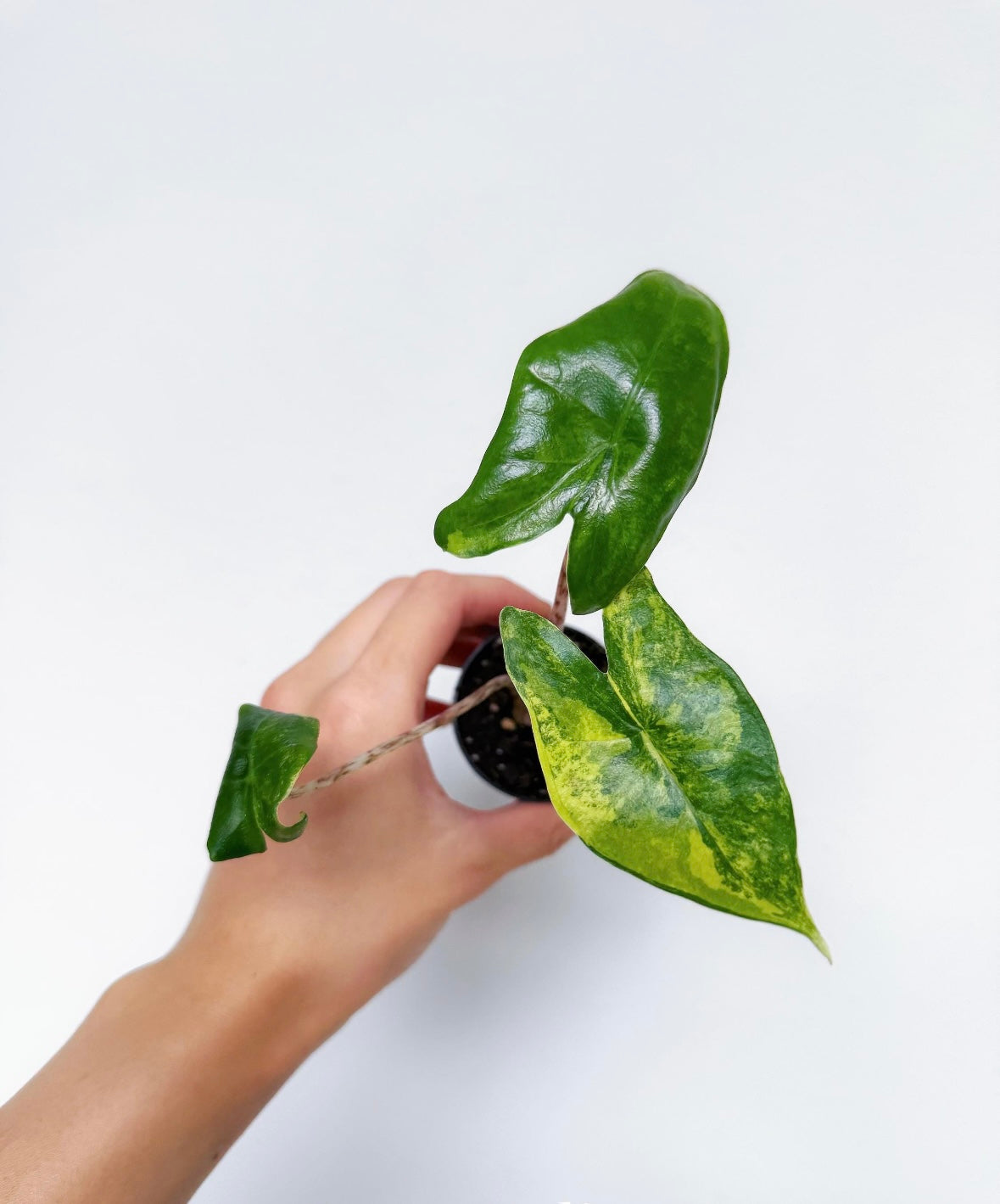 Alocasia Zebrina Aurea Variegada “3