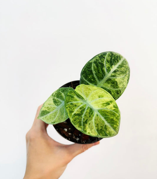 Alocasia Ninja Tricolor “4