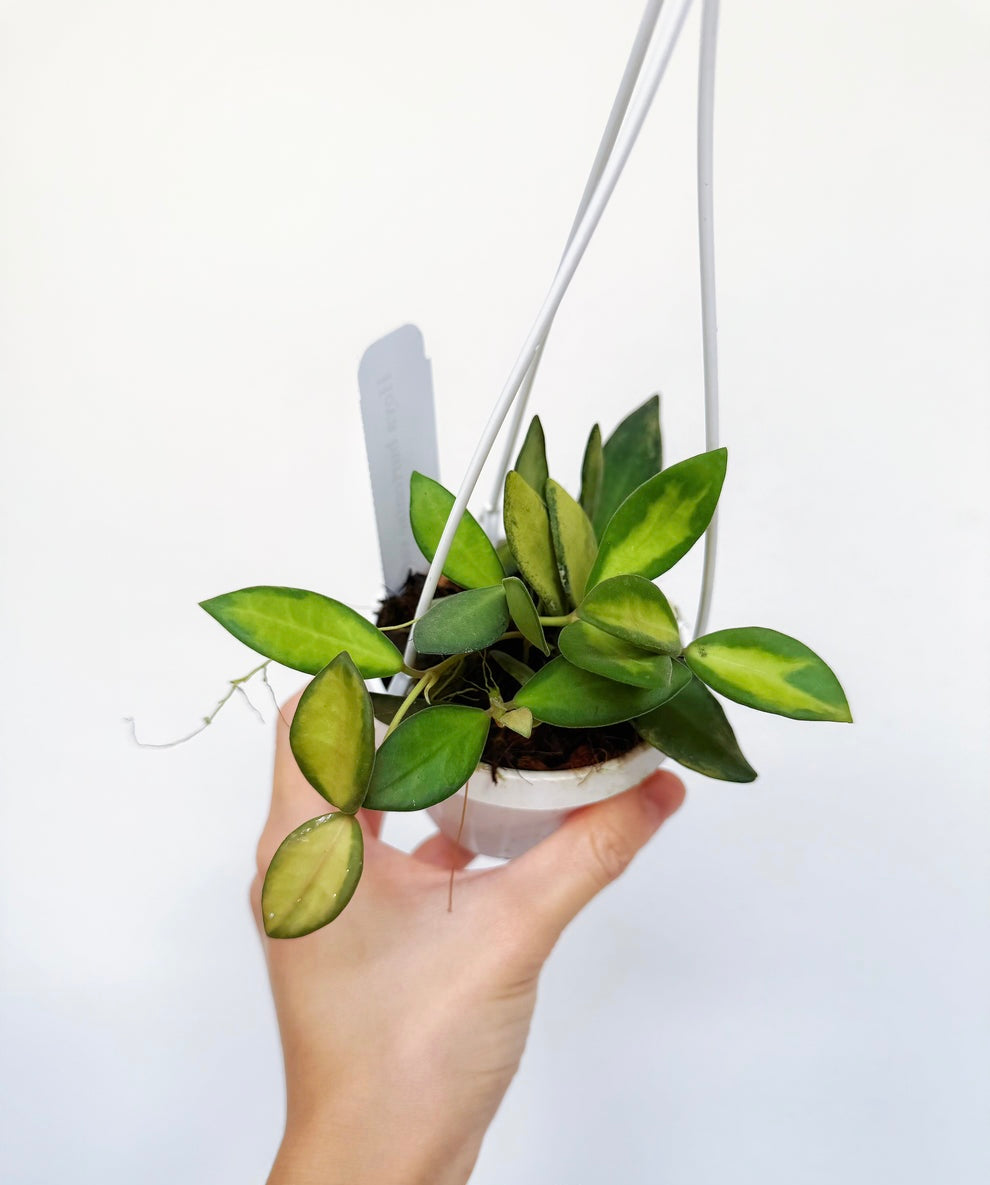 Hoya Burtoniae Variegada "4
