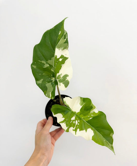 Alocasia Portora Albo Variegada “4