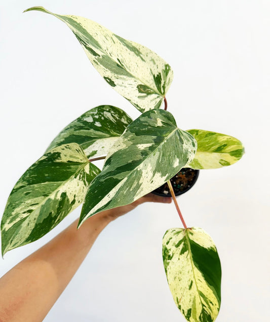 Philodendron Emerald King “4