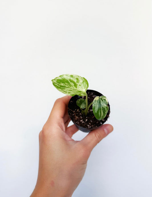 Monstera Bulbasaur “3