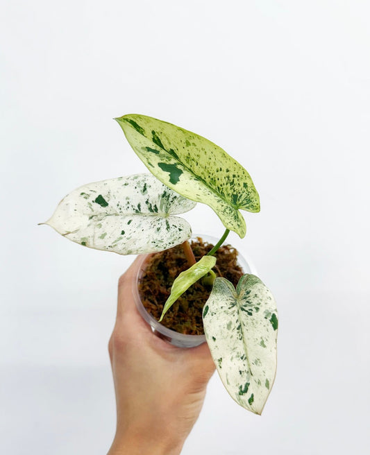 Philodendron ilsemani “4