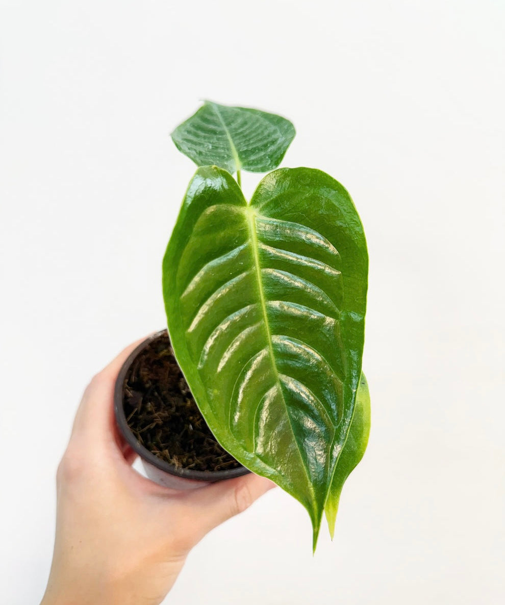 Anthurium Veitichii "4